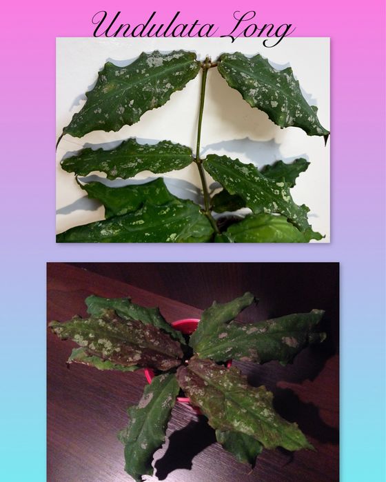 Хойя Hoya Undulata Long