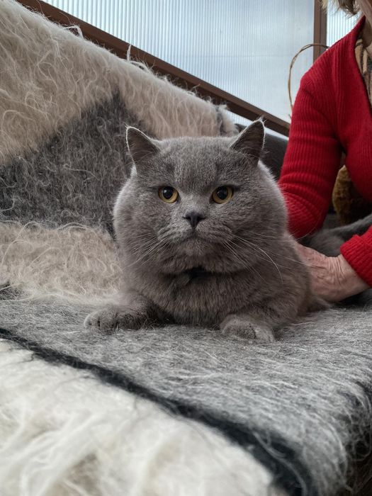 В'язка шотландського котика