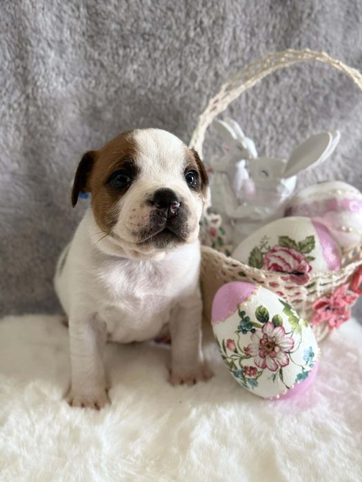 Staffordshire Bull Terrier - dostępny piesek Staffik