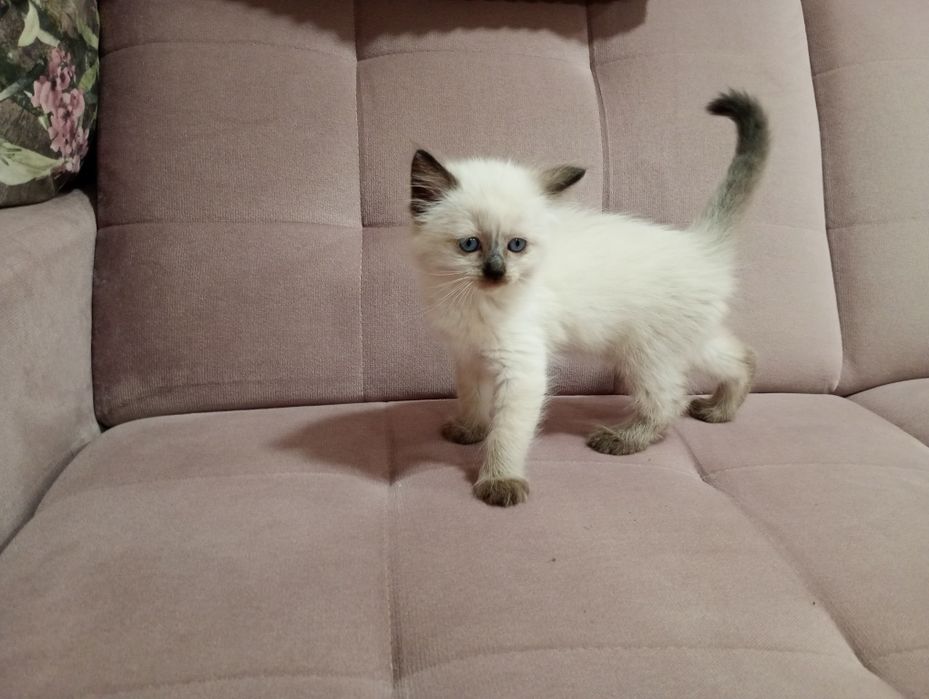 Sprzedam kotkę Ragdoll
