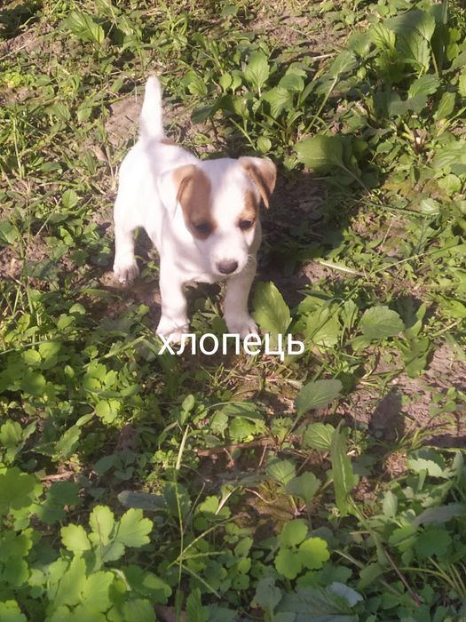 Джек Рассел тер'єр