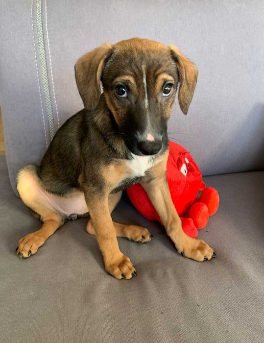 Szczeniaki szukają domów Warszawa i okolice