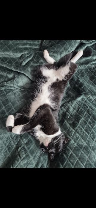 Zgubił się kot Stefan