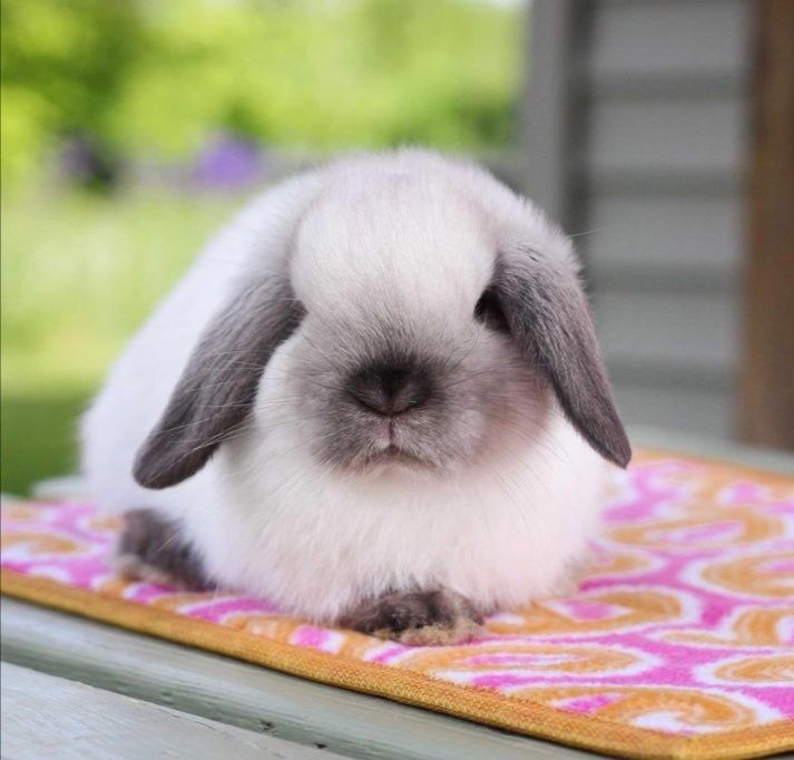 KIT Coelhos anões mini Lop holand (orelhudos) desparasitados