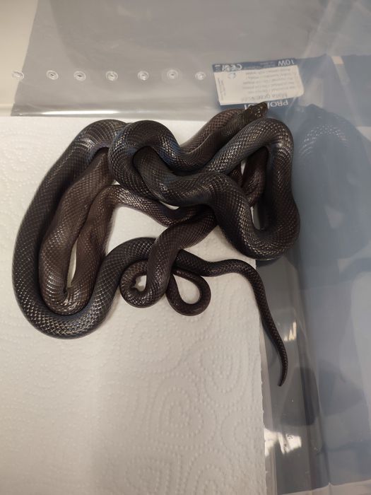 Samica węża mahoniowego, sprawdzona