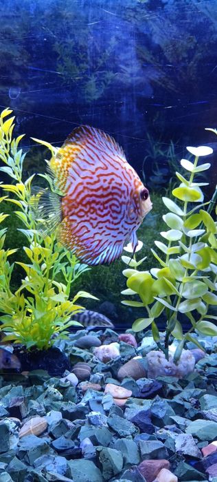 Discus Pigeon Blood