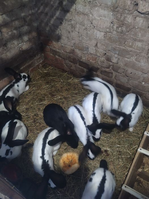 Продам кролі німецький строкач