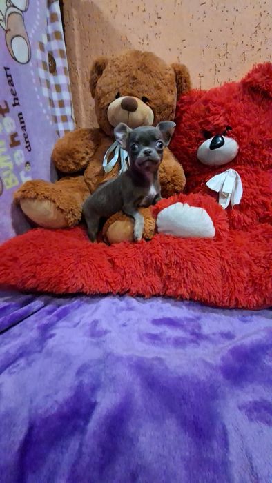 Чарівні малята чіхуахуа. Коббі тип.