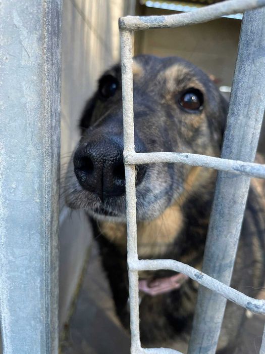 Kora - wspaniała suczka szuka domu,  wysterylizowana