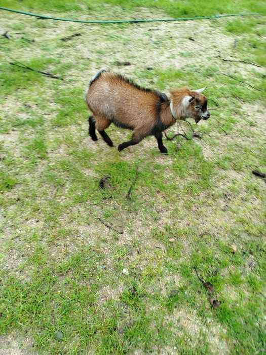 Cabra e Cabrito Anões