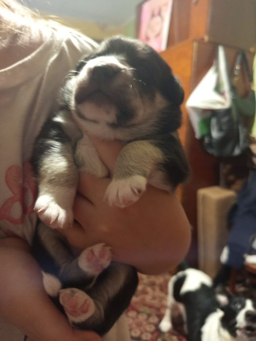 Отдам собаку в добрые руки.