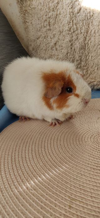 Морская свинка Тедди самка 1,5 года
