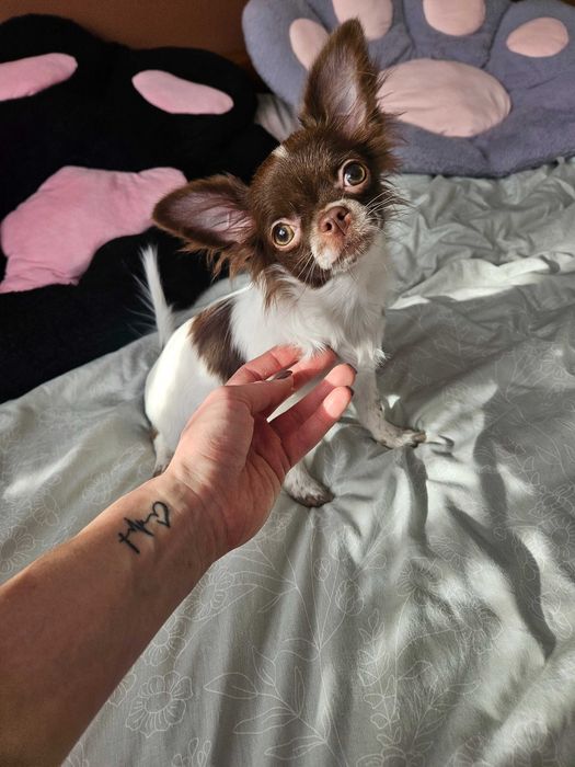 Chihuahua długowłosy czekoladowo-biały piesek