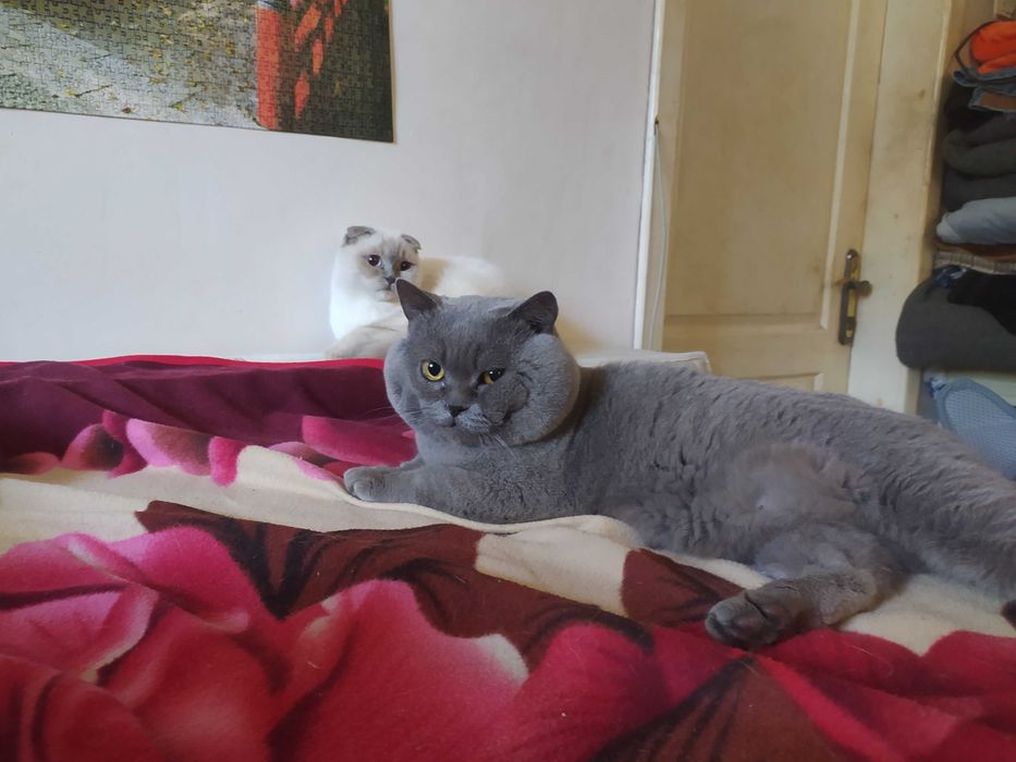 Шотландські кошенята