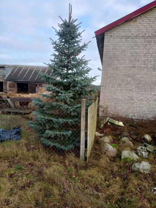 Świerk srebrny srebrzysty