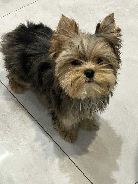 Yorkshire terrier chłopak merle paszport