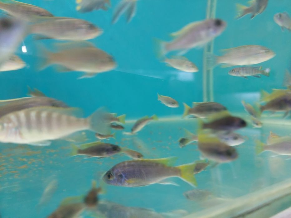 Pielęgnice Pyszczaki Acei