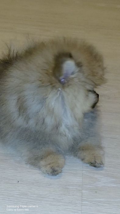 Міні померанські шпіци