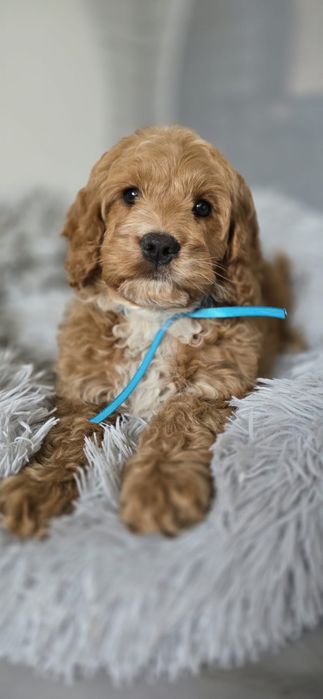 Piesek Cockapoo spaniel pudel cudowny mądry po szkoleniu wczesnohodowlanym