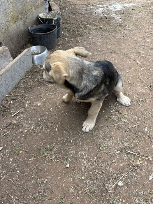 Cachorro com 3 meses