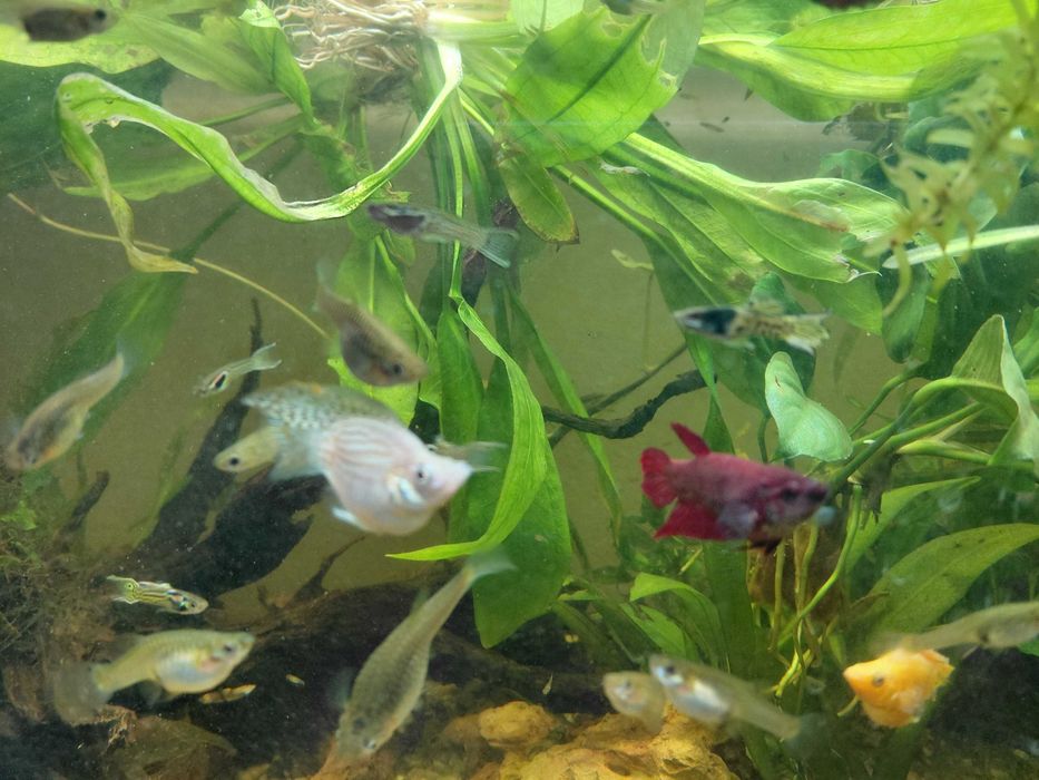 Guppies endler tiger
