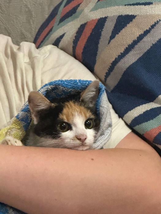 Лагідне кошеня ДІВЧИНКА