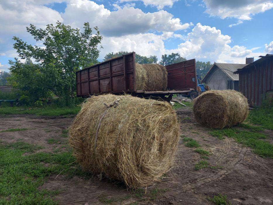 Продам сіно свіже в круглих тюках 2026г