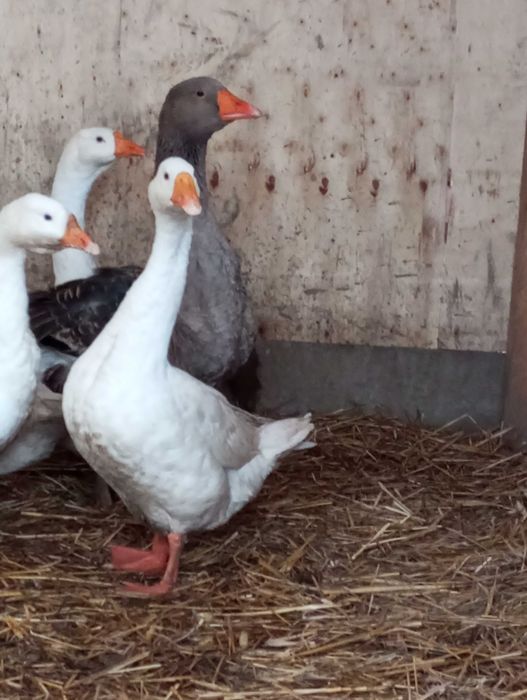 Gęsi. Gąsior landes.