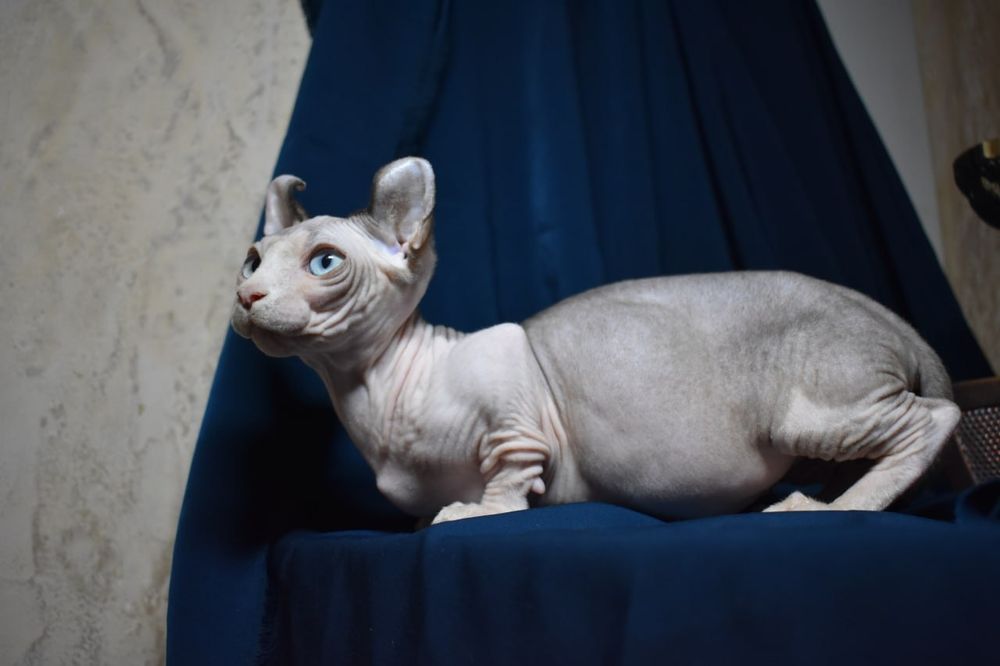 Молодой мальчик двэльф