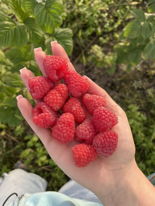 Продам  садженці ремонтантної малини