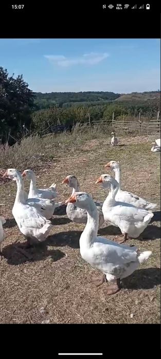 Продам гусей холмогори