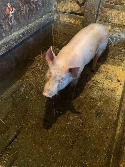 Свині підлітки на продаж