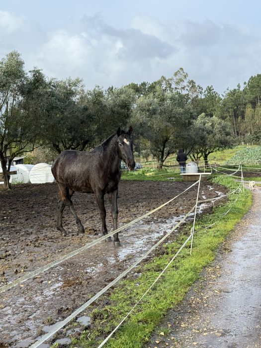 Vendo poldra a fazer 2 anos