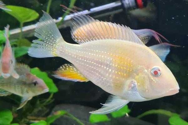 GB Ziemiojad Heckelii Albino - dowóz ryb!