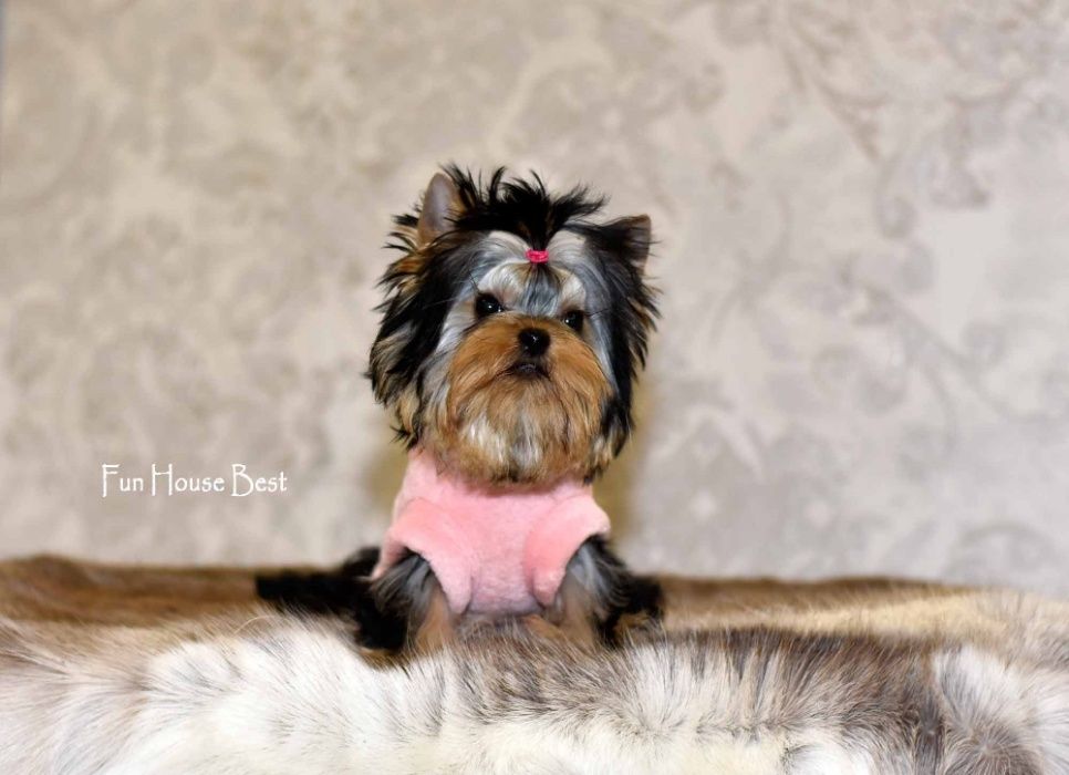 100 % эксклюзивчик - экстра мини девочка йорк!