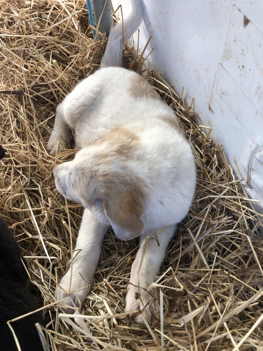 Ovelhas ( cachorras de raça cao de gado transmontano).