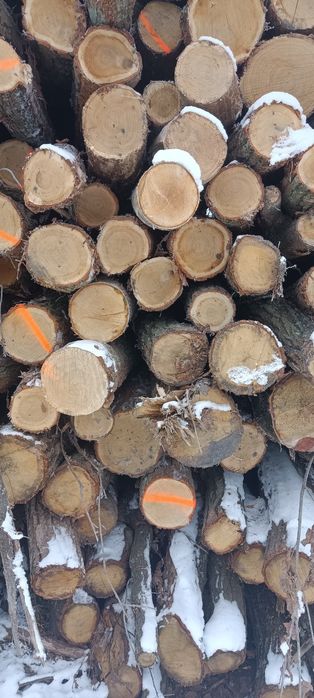 Drewno Kominkowe z Darmową Dostawą w Łodzi – Sprawdź Nasze Gatunki!