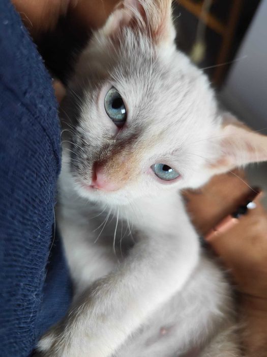 Gatas bebés para adoção consciente