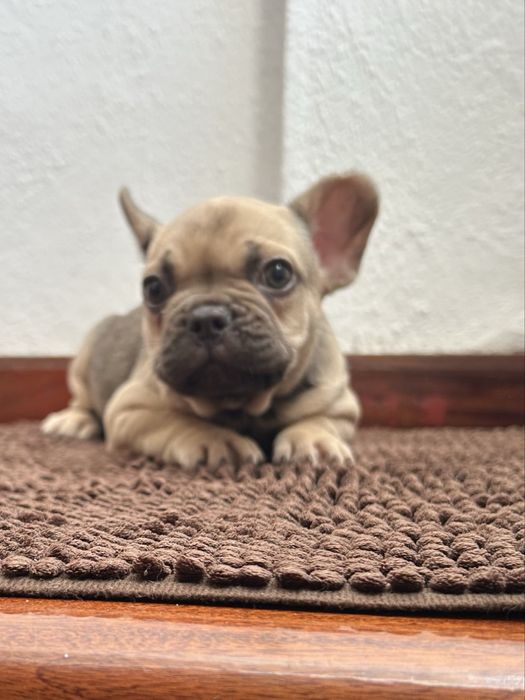 Bulldog frances fêmea