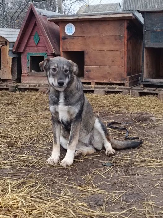 Собаки,  отдаем в семьи