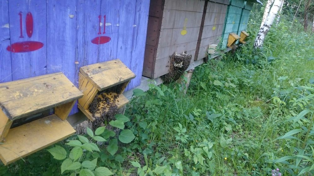 Пасіка в лісі, Бджолопавільйони, вулики, бджоли, вагончик