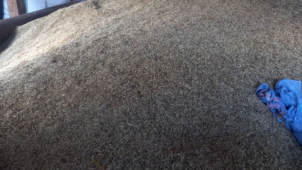 Owies . Zamienik pelletu