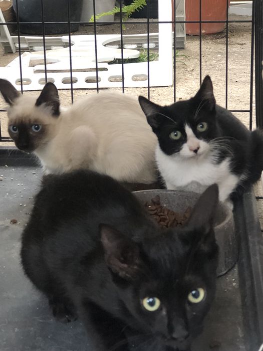 Gatos bebes para adocao