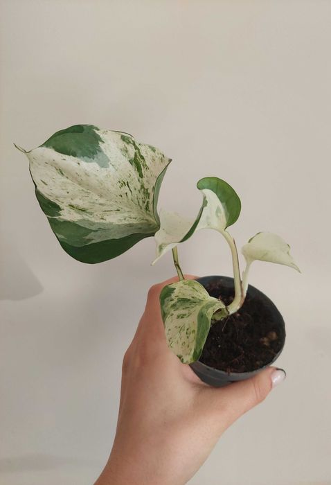 Planta Epipremnum Happy Leaf