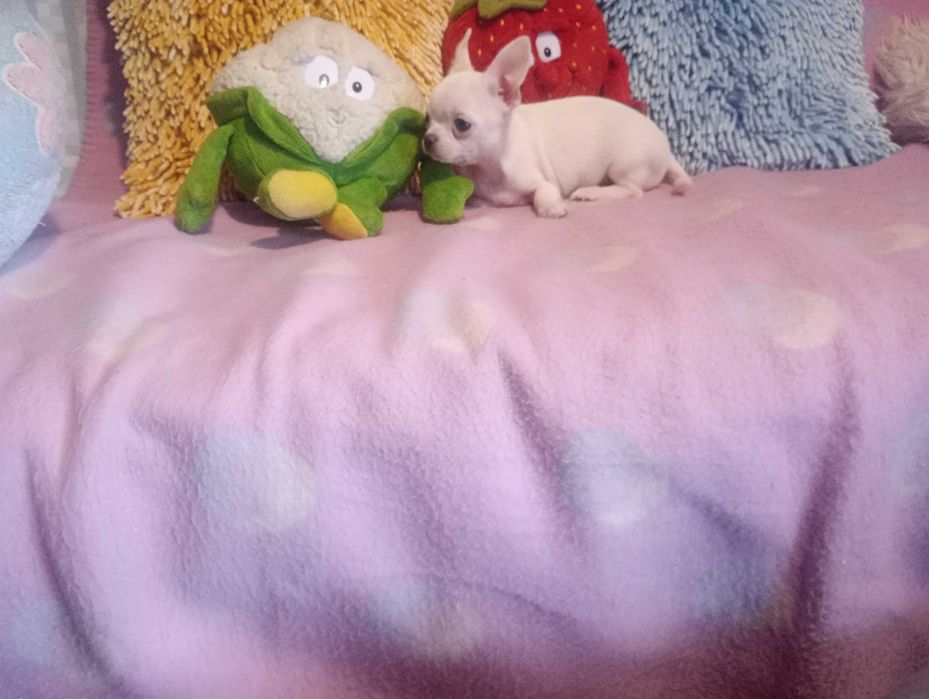CHIHUAHUA -mini suczka