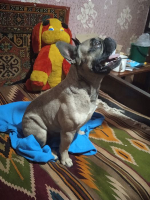 Продам цуценят французького бульдога