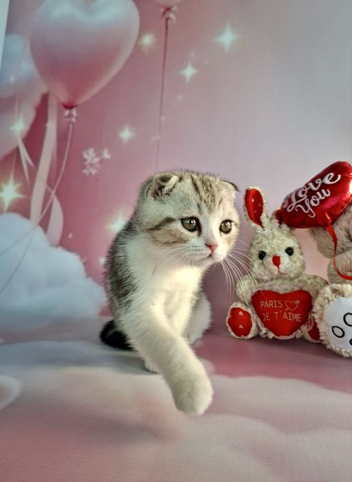 Шотландці! Кошенята з документами!