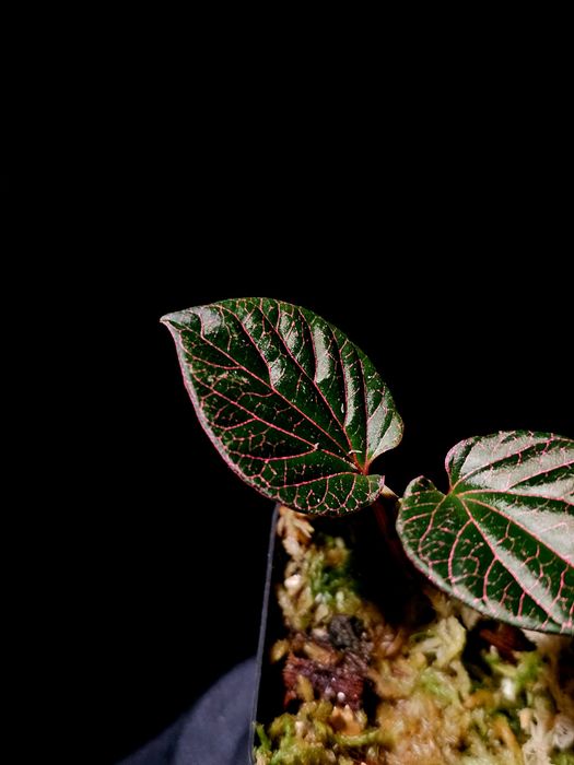 Piper sp. Borneo pink terrarium