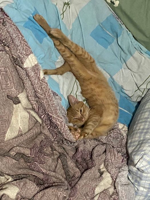 Рудий кіт шукє родину