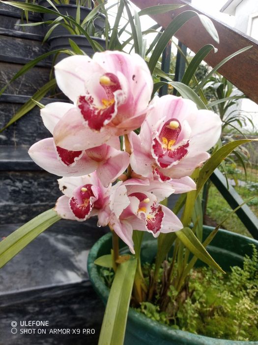 Mudas de orquídeas